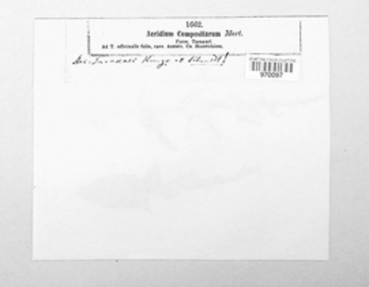 Aecidium compositarum image